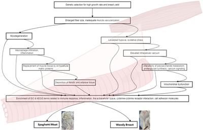 Spaghetti meat and woody breast myopathies in broiler chickens: similarities and differences